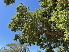 Nahuatlea arborescens