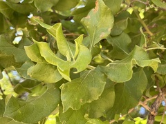 Nahuatlea arborescens