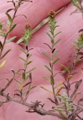 Symphyotrichum ericoides ericoides