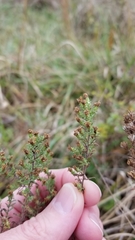 Symphyotrichum ericoides ericoides