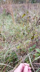 Symphyotrichum ericoides ericoides
