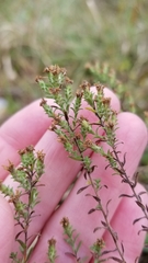 Symphyotrichum ericoides ericoides