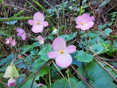 Begonia uniflora