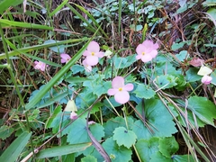 Begonia uniflora