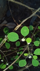 Euphorbia rzedowskii