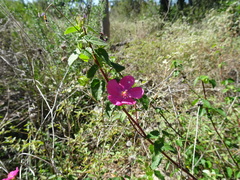 Pavonia lasiopetala