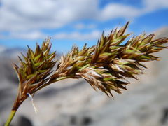 Carex tahoensis