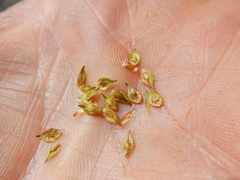 Carex tahoensis