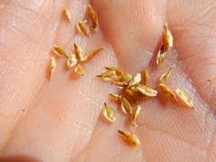 Carex tahoensis