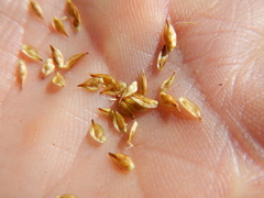 Carex tahoensis