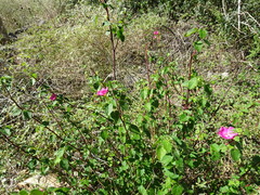 Pavonia lasiopetala