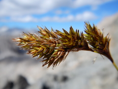 Carex tahoensis
