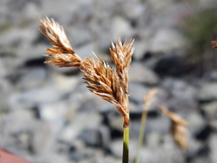 Carex tahoensis