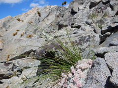 Carex tahoensis