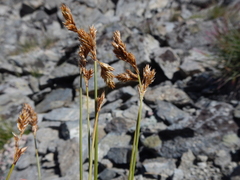 Carex tahoensis