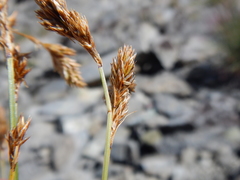 Carex tahoensis