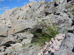 Carex tahoensis