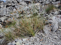 Carex tahoensis