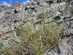 Carex tahoensis