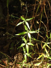 Galium arkansanum