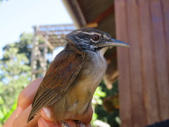 Pheugopedius genibarbis