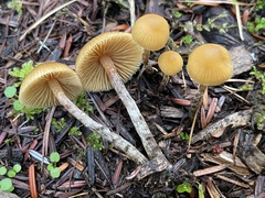 Galerina badipes