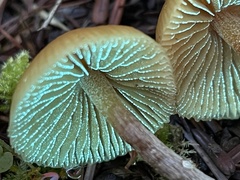 Galerina badipes
