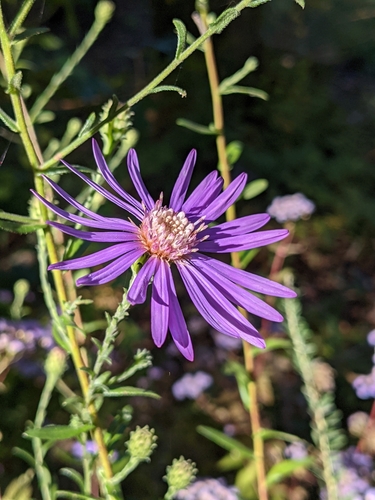 Image of Symphyotrichum georgianum by (c) Sam Taylor, some rights reserved (CC BY)