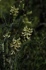 Astragalus trichopodus antisellii