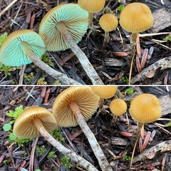 Galerina badipes
