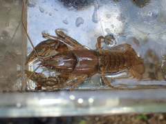 Cambarus striatus
