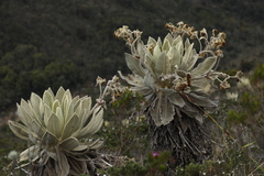 Espeletia barclayana