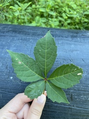 Parthenocissus quinquefolia