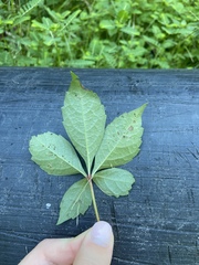 Parthenocissus quinquefolia