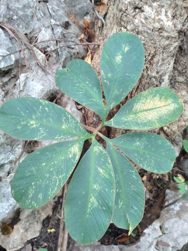 Amorphophallus atroviridis