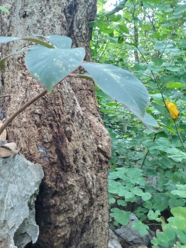 Amorphophallus atroviridis, photograph 1