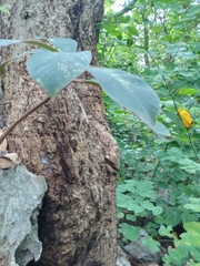 Utain Pummarin, CC BY, iNaturalist via GBIF Amorphophallus atroviridis, photograph Utain Pummarin, CC BY, iNaturalist via GBIF