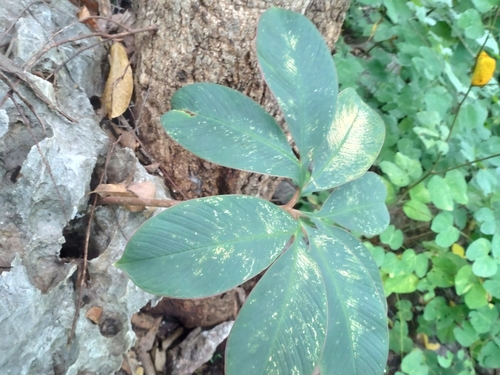 Amorphophallus atroviridis, photograph 2