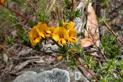 Pultenaea laxiflora