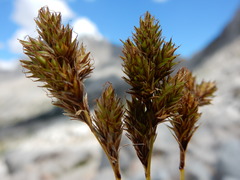 Carex tahoensis