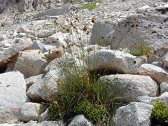 Carex tahoensis