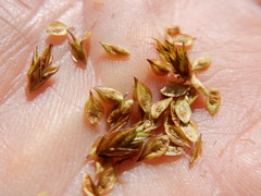 Carex tahoensis
