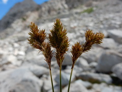 Carex tahoensis