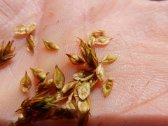 Carex tahoensis