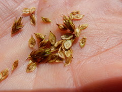 Carex tahoensis