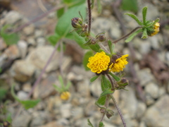 Sigesbeckia agrestis