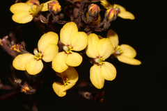 Stylidium diuroides