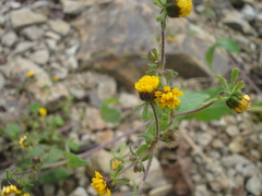 Sigesbeckia agrestis