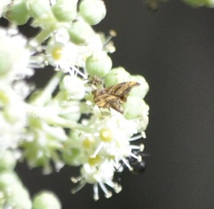 Choreutis amethystodes