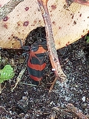 Eurymelops latifascia